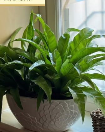 Pianta verde in vaso bianco vicino a una finestra